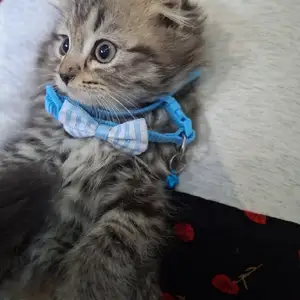 Шотландский вислоухий котёнок, Худжанд