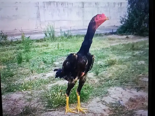 Дакани 2моха, Ҳисор