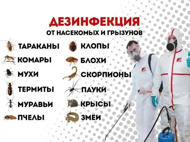 Услуги дезинфекции квартир, Худжанд - 2