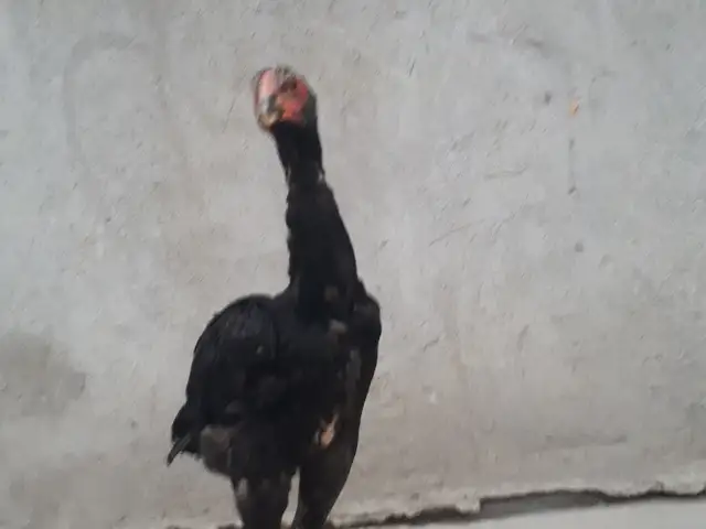 Чучаи хуруз, Хуҷанд