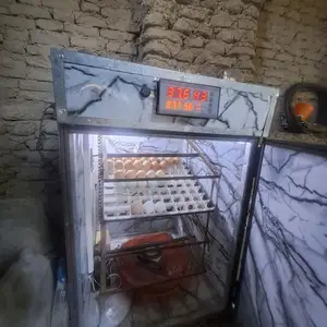 Инкубатор, Худжанд