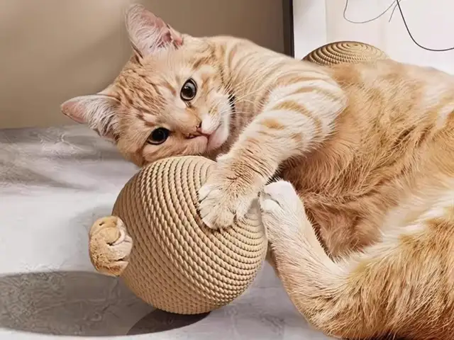 Шарик для кошки, Душанбе