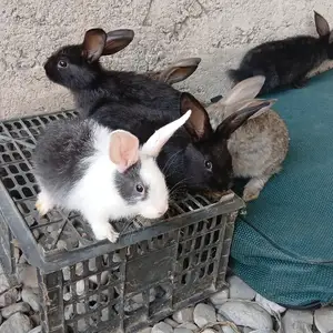 Харгуш, Душанбе