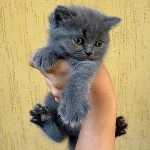 Шотландские котята, Душанбе