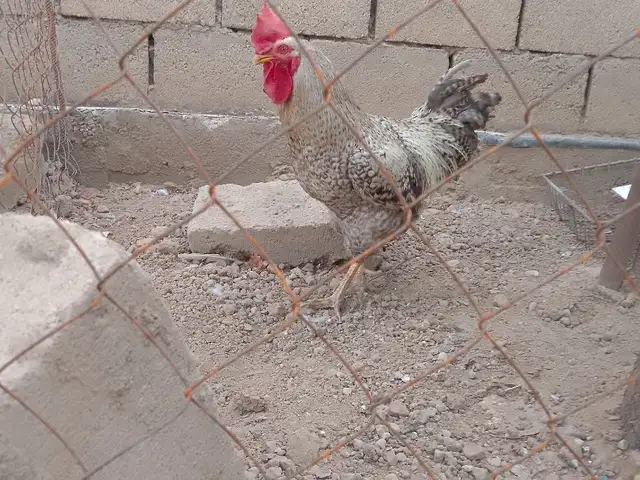 Хуруз, Вахдат