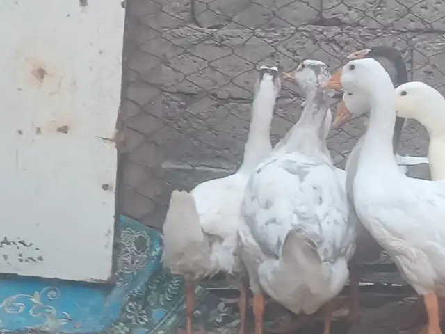 Гоз, Душанбе