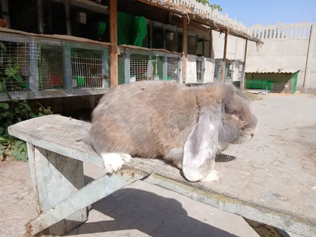 Харгуши Баран, Шахринав