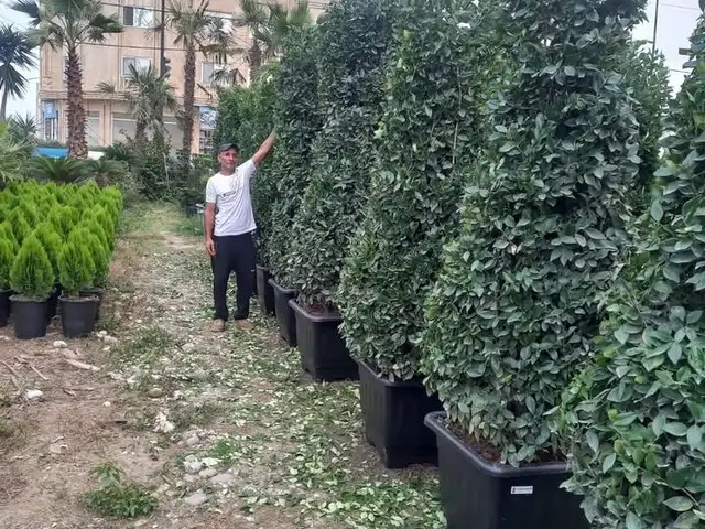 Ёсамин, Душанбе