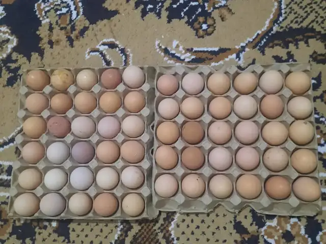 Тухми ломан, Ваҳдат
