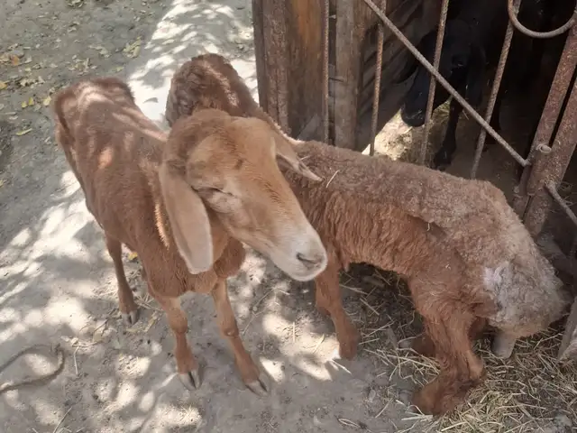 Гусфанд Оча бача, Хуҷанд
