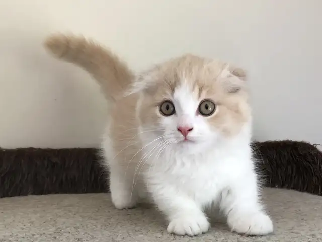 Шотландский вислоухий котёнок, Душанбе