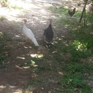 Индюк, Турсунзаде