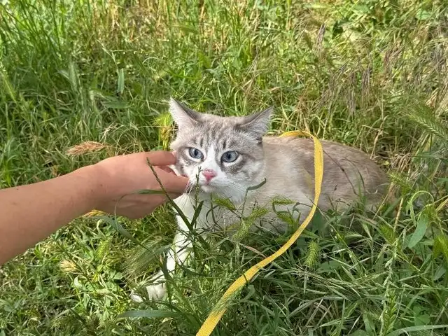 Кот, Душанбе