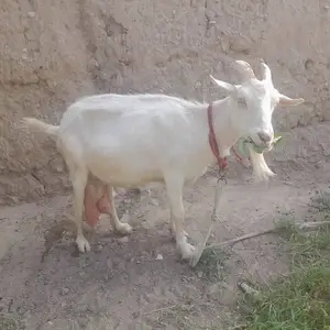 Ташкентский эчки, Канибадам