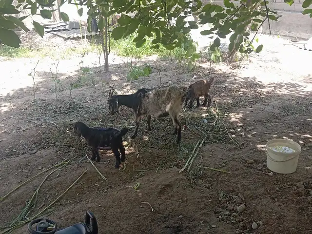 Буз, Бохтар (Курган-Тюбе)