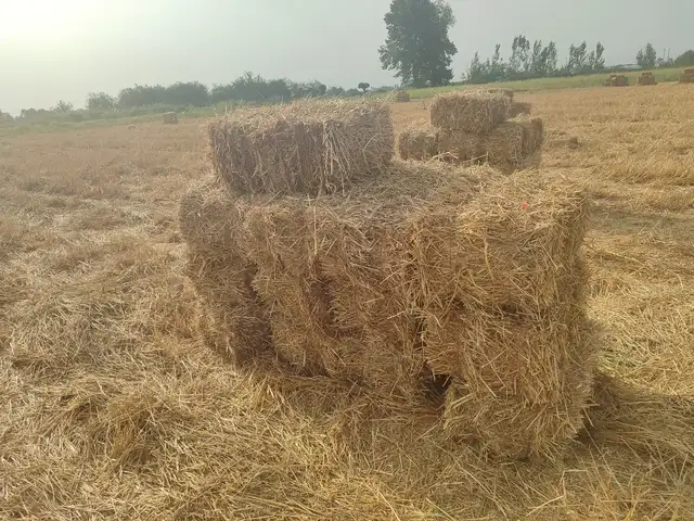 Пресси гандум, Душанбе
