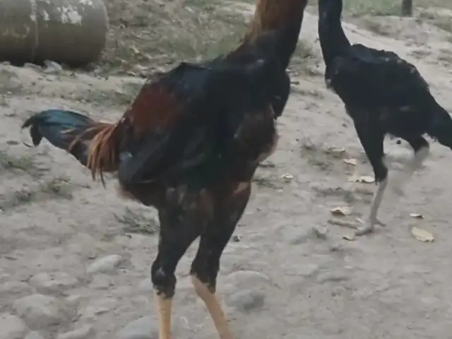 Дакан, Душанбе