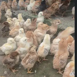 Чучаи ломан, Душанбе
