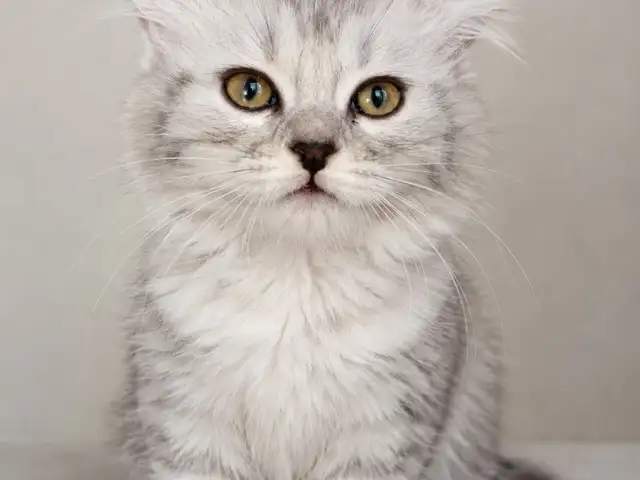 Котик британский, Душанбе