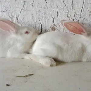 Харгуши хиколи тозаи нар, Душанбе