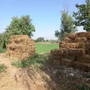 Преси чав бо донаш, Вахдат