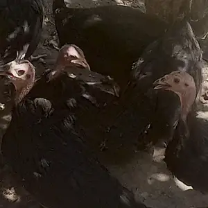 Индюки, Матча