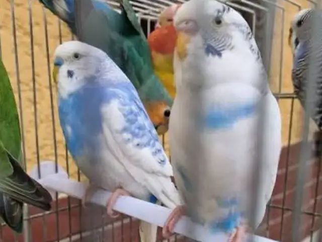Попугай, Душанбе
