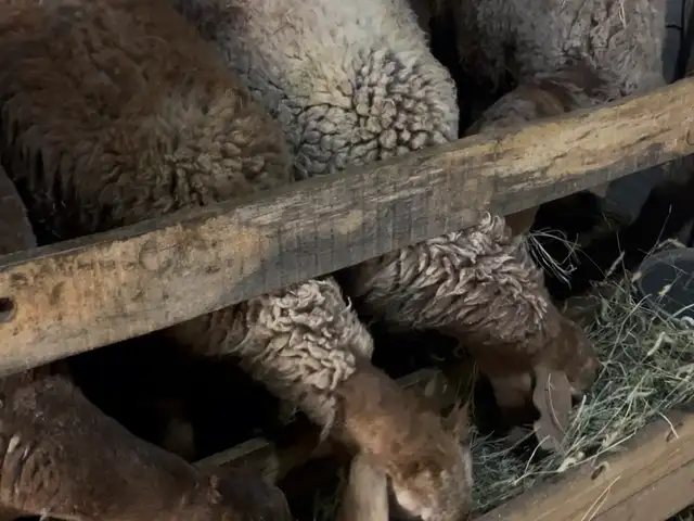 Гуспанд, Исфара
