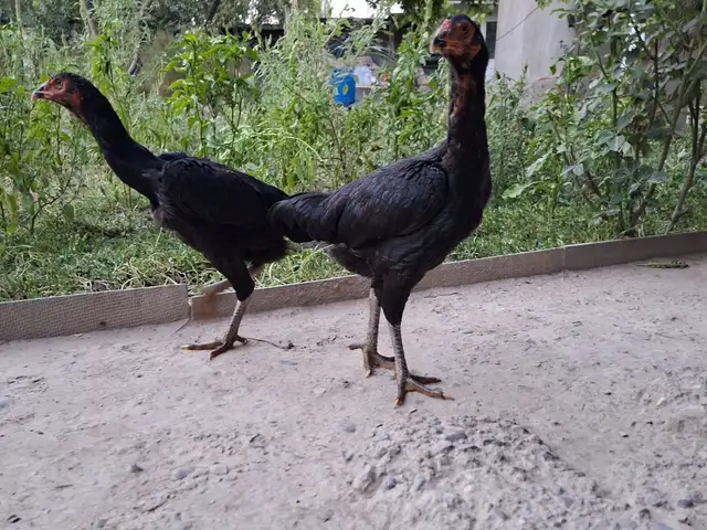 Мокиён дакан, Душанбе