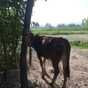 Гуночини Карпат, Вахдат