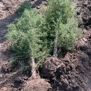 Можжевельник, Душанбе