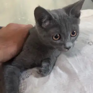 Шотландская кошка, Душанбе