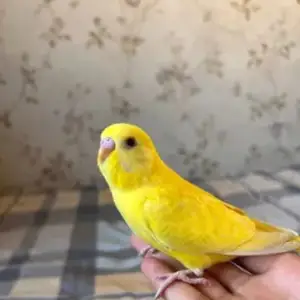 Попугай, Душанбе