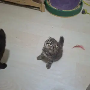 Шотландские котята, Худжанд