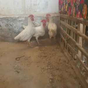 Хуруз, Канибадам