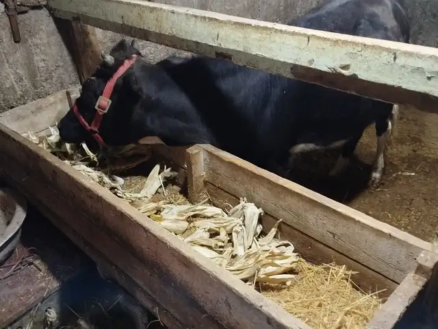 Гови Fуночин, Хуҷанд