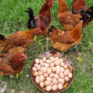 Тухми Ломан Браун, Худжанд