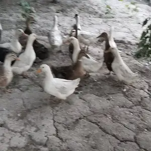 Мургоби, Душанбе