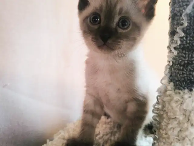 Сиамские котята, Душанбе