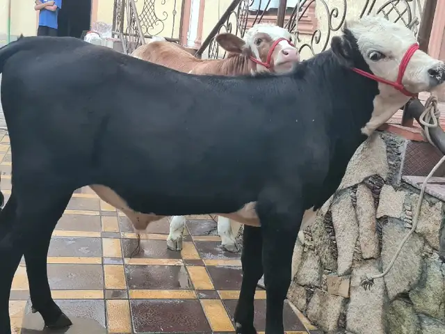 Бука, Худжанд