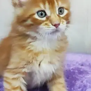 Кошка Мейн-кун, Душанбе