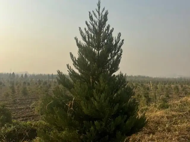 Секвой, Душанбе