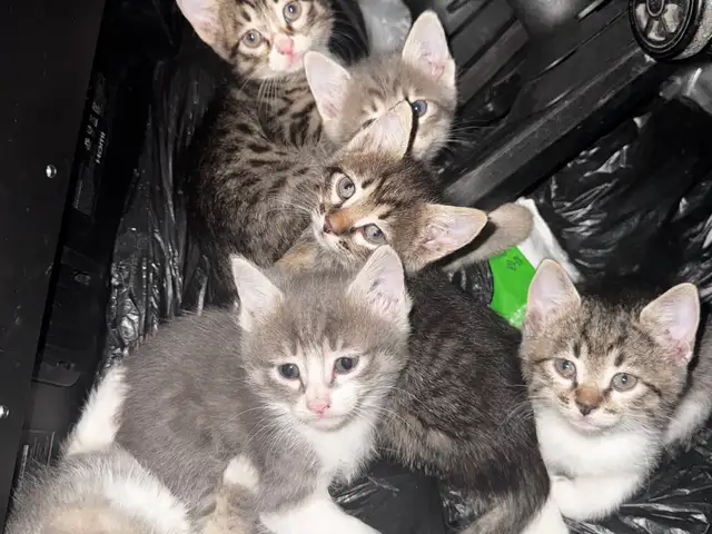 Кошки, Душанбе