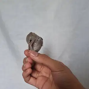 Саьбача, Душанбе