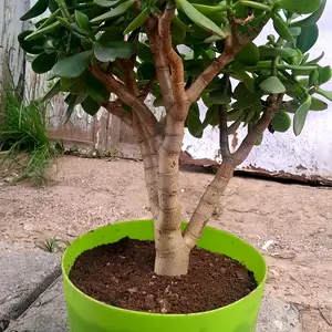Цветы, Худжанд