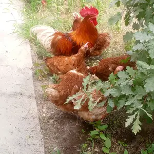 Мург, Худжанд