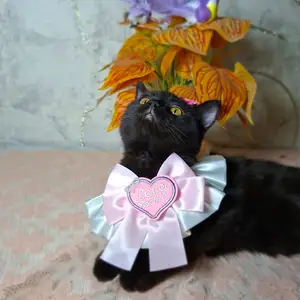 Котята, Худжанд