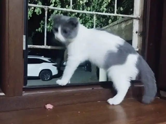 Котята, Душанбе - 2