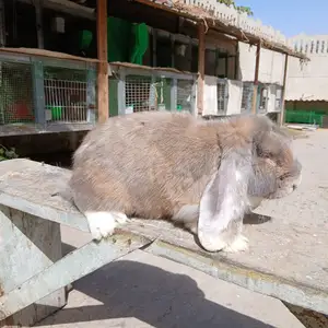 Харгуши Баран, Шахринав