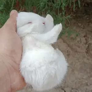 Харгушча 9км, Душанбе